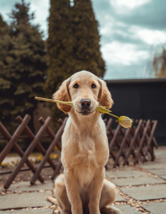 A smiling golden retriever wearing a flower